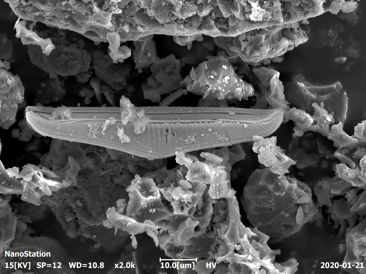 Mikrofossil Diatomee in Vulkanasche SEM-EDX (Amphora)