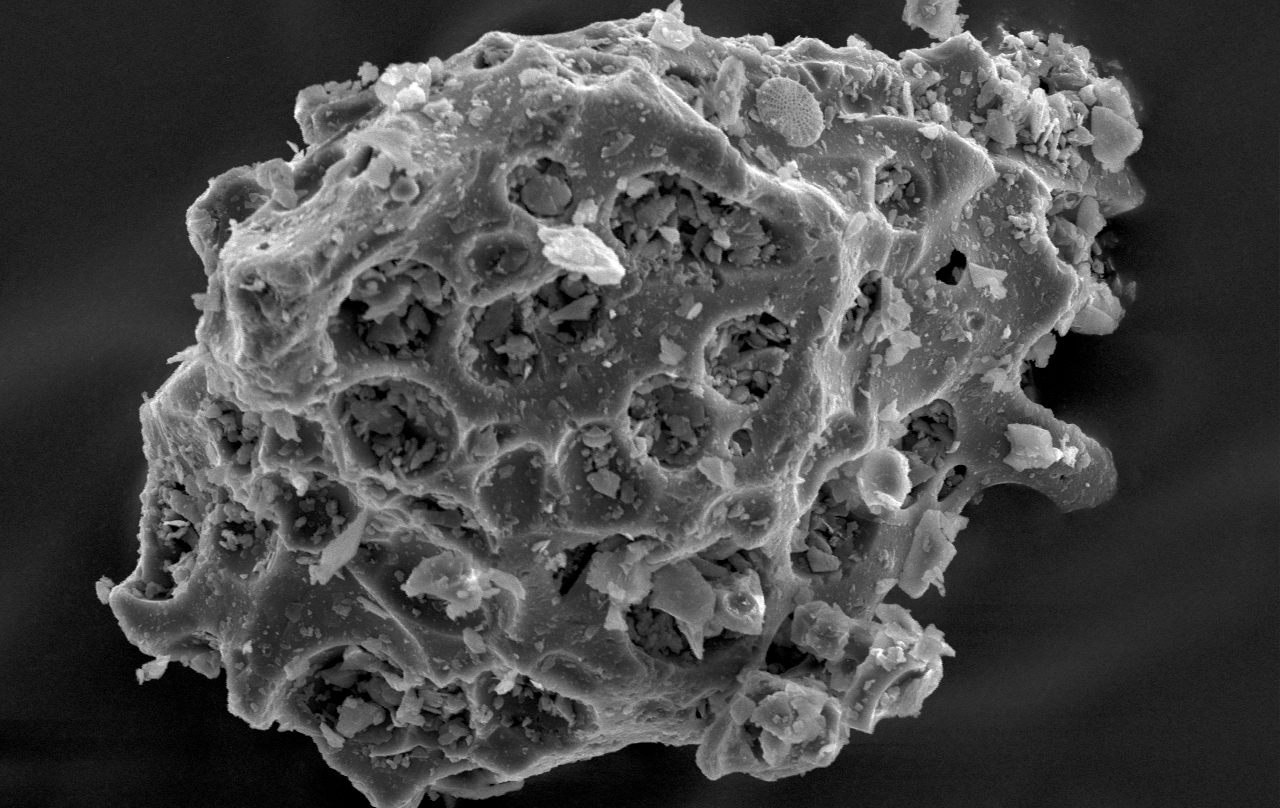 Mikrofossil Diatomee in Vulkanasche SEM-EDX (Arachnoidiscus)